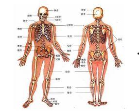 人体模型最新爆料图集,前沿科技与人体奥秘的完美融合